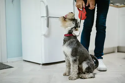 VETKA GŁOGÓW- rejestracja telefoniczna pon.-pt. Godziny 10-18